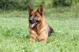 BERGER ALLEMAND 798